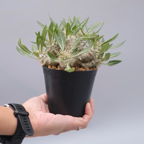 ロスラーツム | STORES