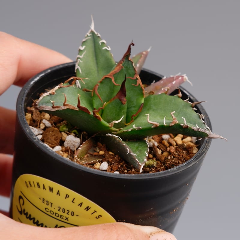 アガベ チタノタ シーザー Agave titanota caesar 073 | Sunny