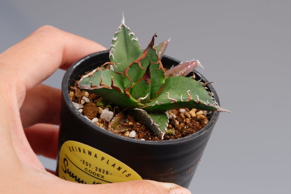 アガベ チタノタ　シーザー アガベ チタノタ シーザー Agave titanota caesar 073 | Sunny
