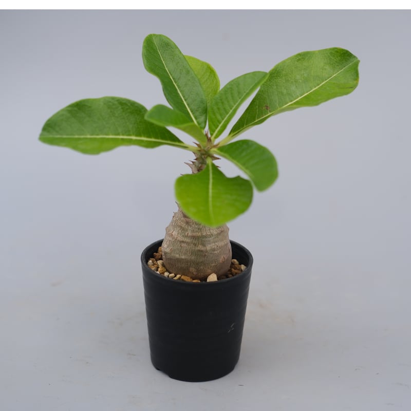 じぇむさんウィンゾリー パキポディウム ウィンゾリー 実生株 071 Pachypodium windsorii