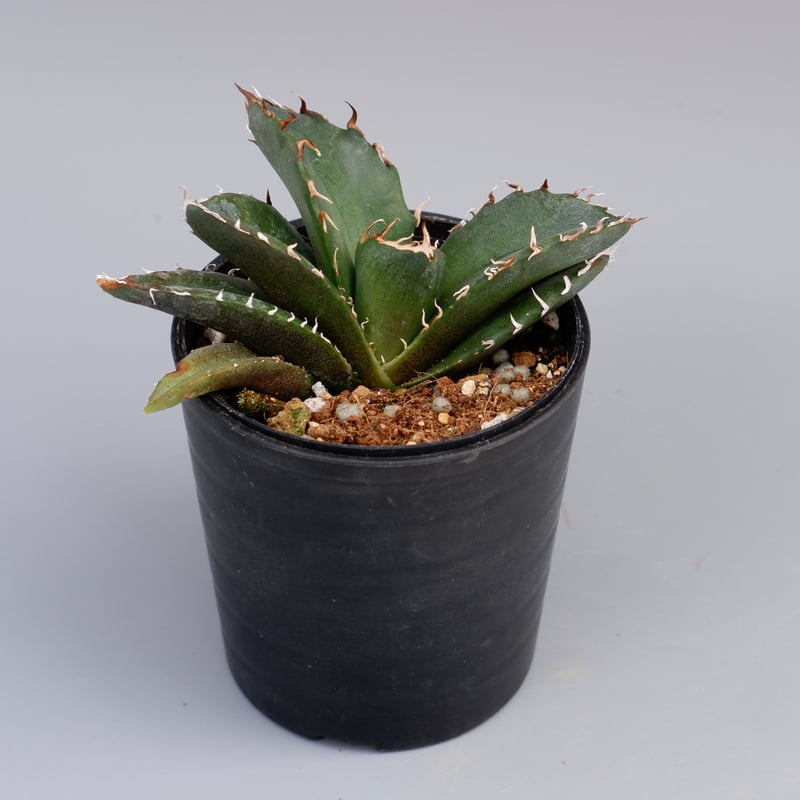 アガベ チタノタ　白鯨 植物図鑑】アガベ チタノタ（ティタノータ） 白鯨とは？希少な美