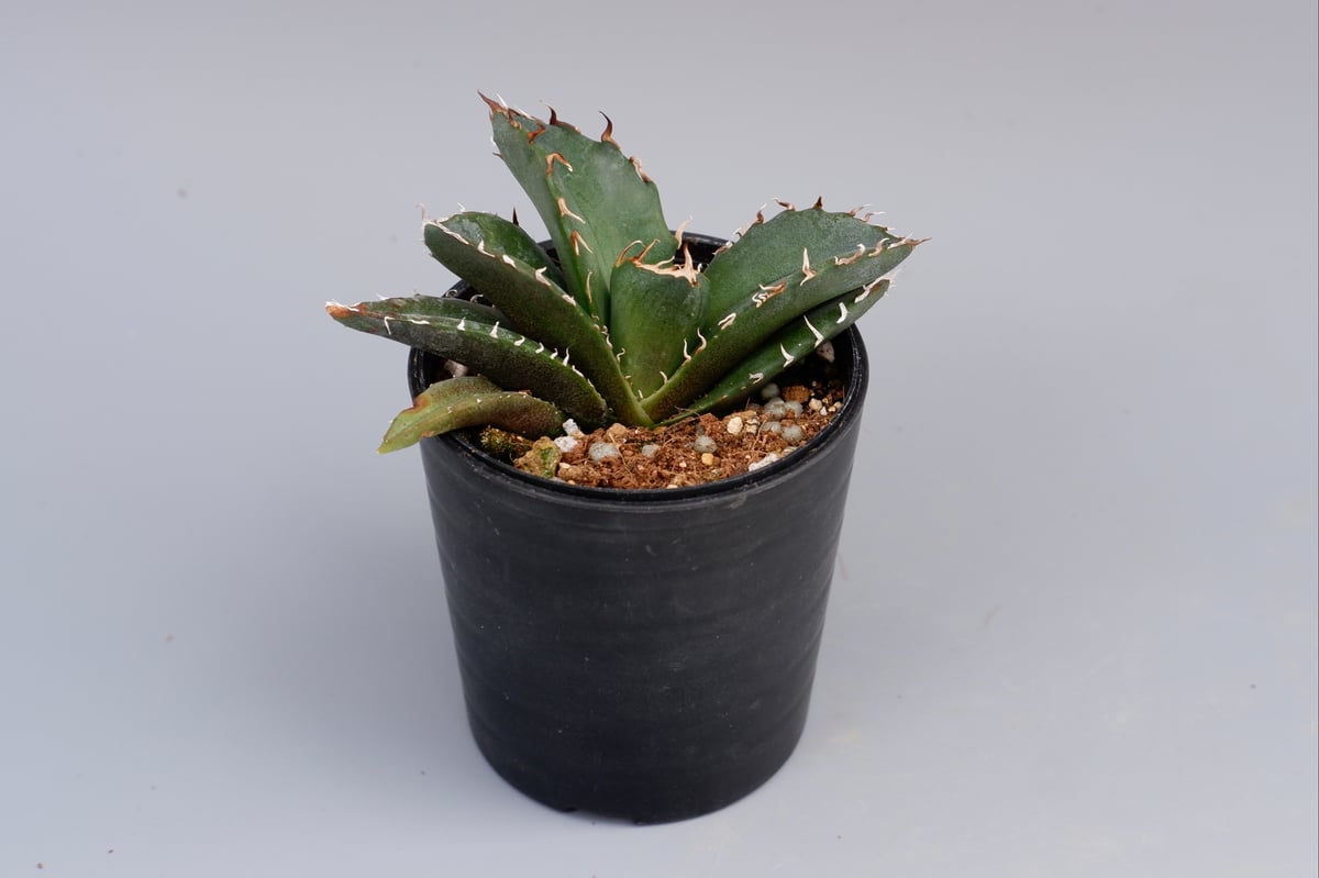 白鯨　アガベ アガベ チタノタ 白鯨 072 Agave titanota white whale | Su