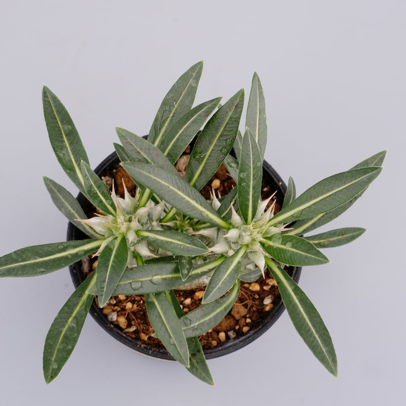 パキポディウム ・ロスラーツム　実生　2頭　多頭 パキポディウム ロスラーツム 双頭 実生株 001 Pachypodium rosulatum