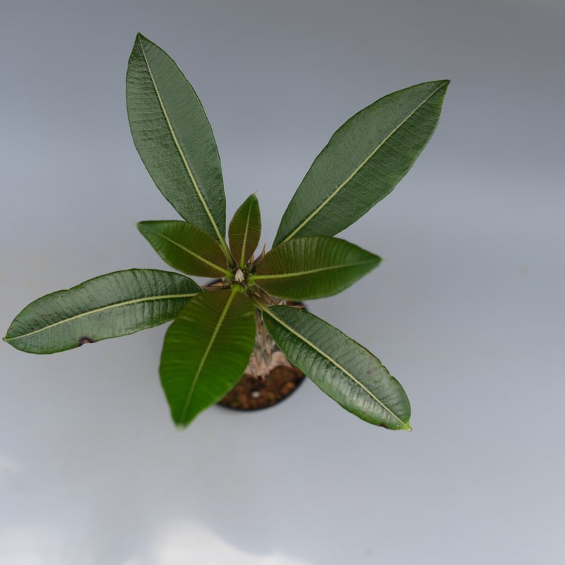 パキポディウム バロニー実生株028 Pachypodium baronii | Sunny