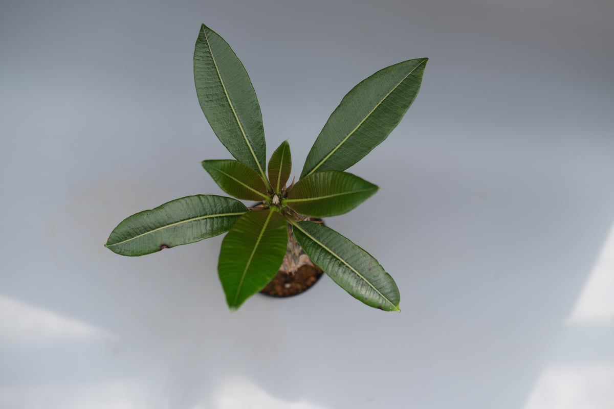 パキポディウム バロニー実生株028 Pachypodium baronii | Sunny