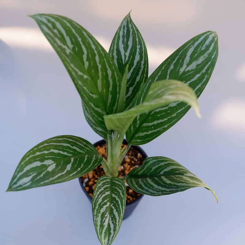 アグラオネマ リリアン Aglaonema 001 | Sunny Branch