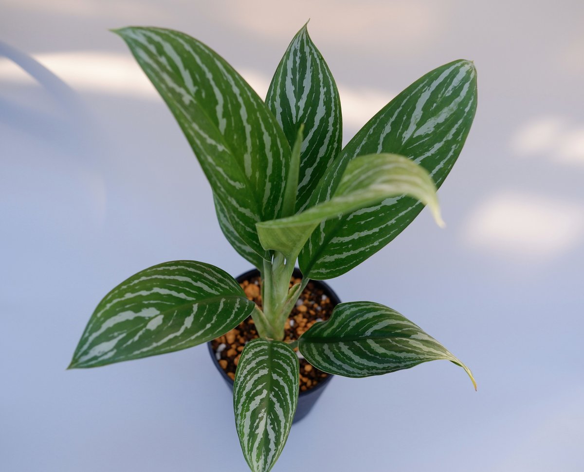 アグラオネマ リリアン Aglaonema 001 | Sunny Branch