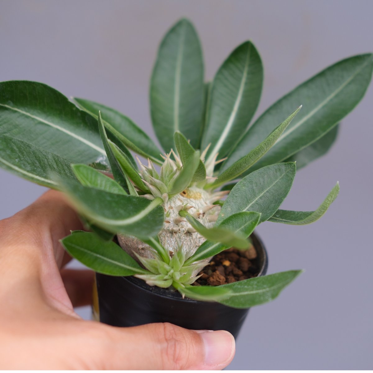 パキポディウム エニグマチカム 実生株 Pachypodium enigmaticum 013