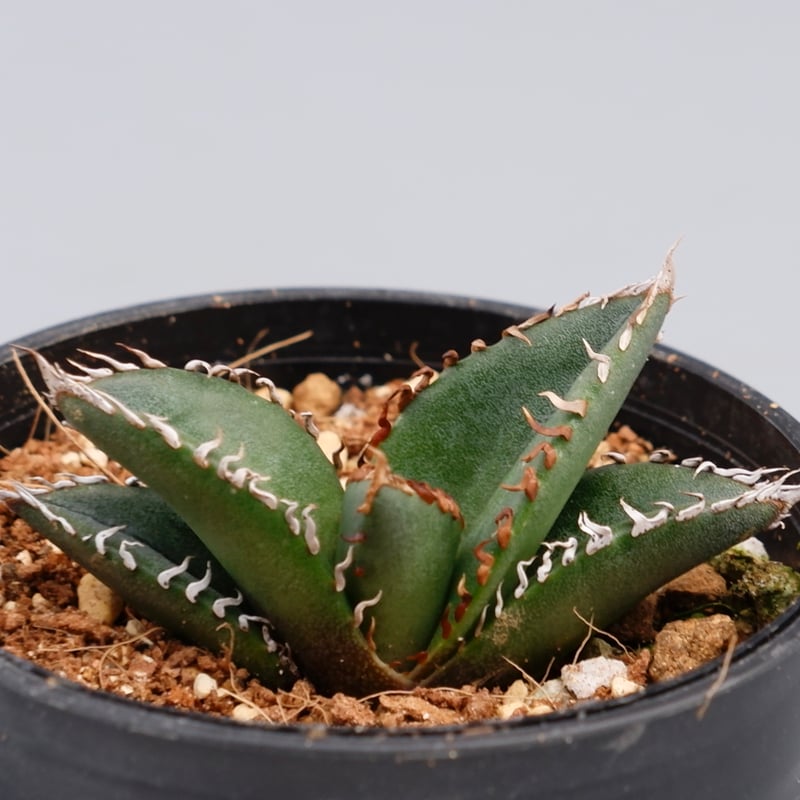 アガベ オテロイ 実生株 Agave oteroi seeding 084 | Sunny