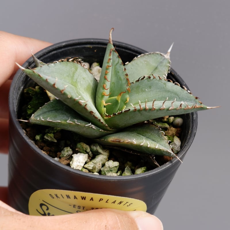 アガベ オテロイ 実生株 Agave oteroi seeding 011 | Sunny