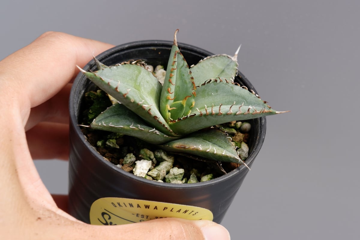 アガベ オテロイ 実生株 Agave oteroi seeding 011 | Sunny