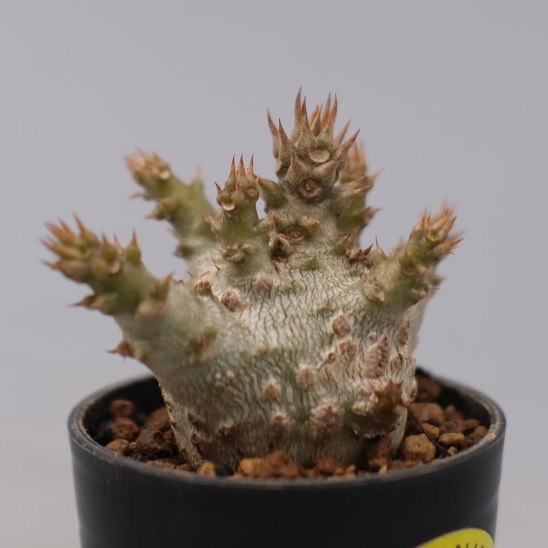パキポディウム ウィンゾリー 実生株 128 Pachypodium windsorii |