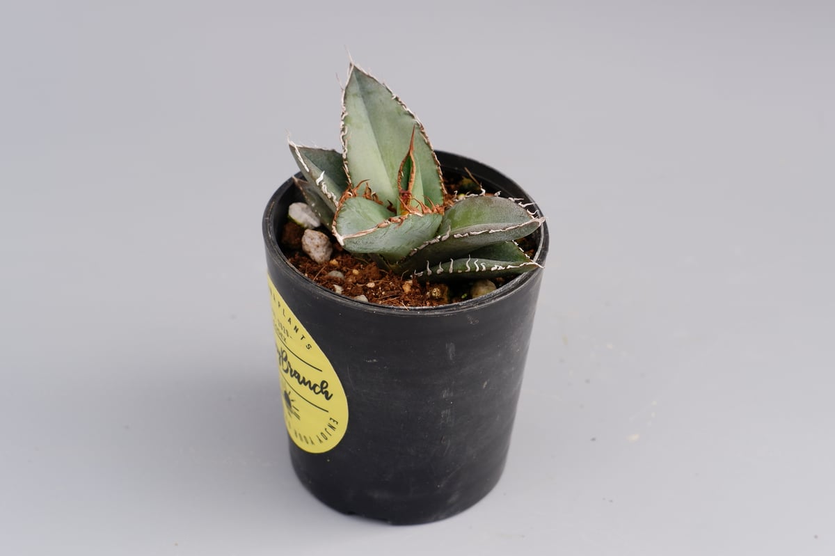 アガベ オテロイ 実生株 Agave oteroi seeding 052 | Sunny