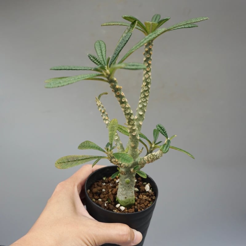 ドルステニア ギガス033 Dorstenia gigas | Sunny Branch