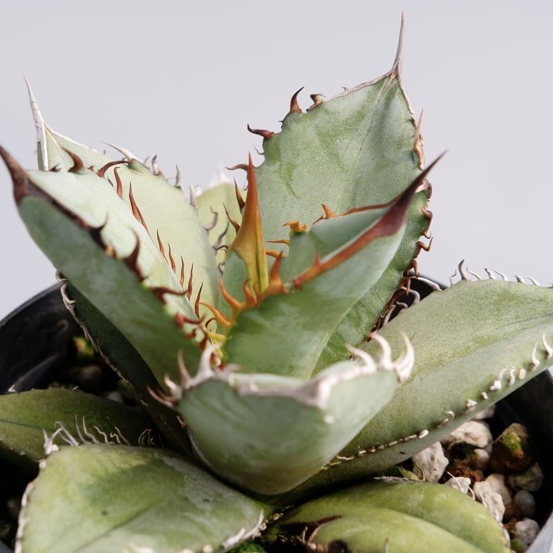 AGAVE OTEROI 2024 実生　選抜株 AGAVE OTEROI 2024 実生 選抜株 AGAVE OTEROI 2024 実生 選抜株 アガベ