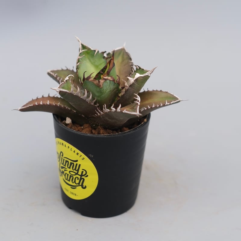 アガベ チタノタ レッドキャットウィーズル Agave titanota Red Catwee