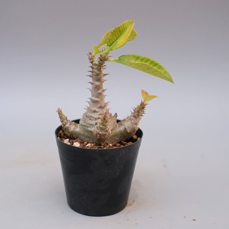 パキポディウム ウィンゾリー 実生株 122 Pachypodium windsorii |