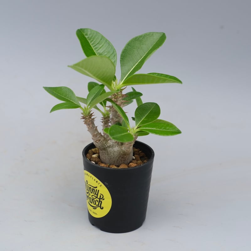 パキポディウム ウィンゾリー 実生株 054 Pachypodium windsorii |