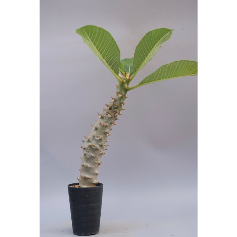 パキポディウム バロニー実生株039 Pachypodium baronii | Sunny