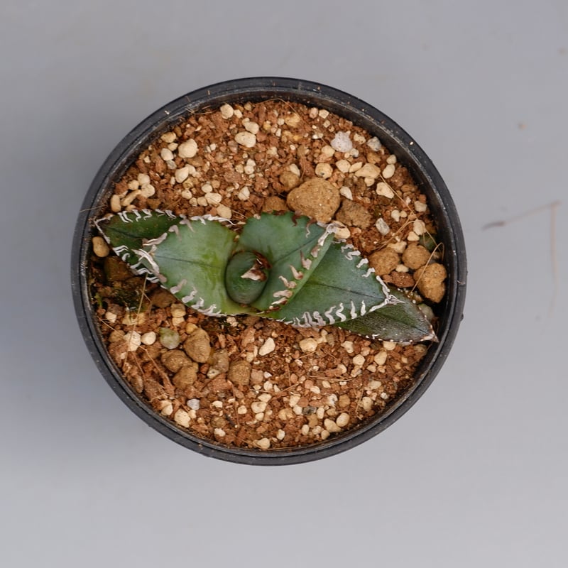 アガベ オテロイ 実生 50株