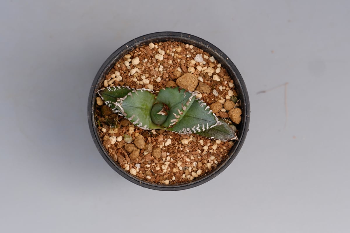 アガベ オテロイ 実生株 Agave oteroi seeding 085 | Sunny