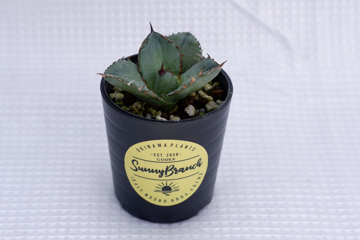 アガベ オテロイ 実生株 Agave oteroi seeding 009 | Sunny