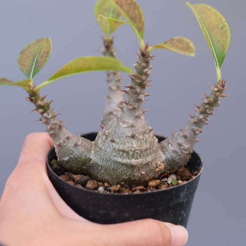 パキポディウム ウィンゾリー 実生株 124 Pachypodium windsorii |