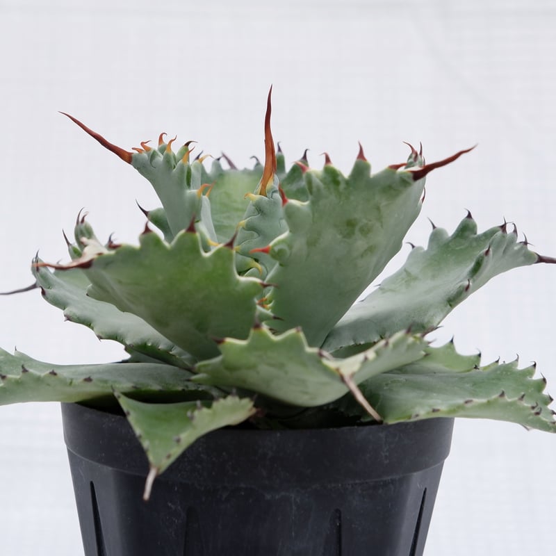 アガベ ポタトラム スポーン004 Agave Potatorum 'SPAWN' | Sun