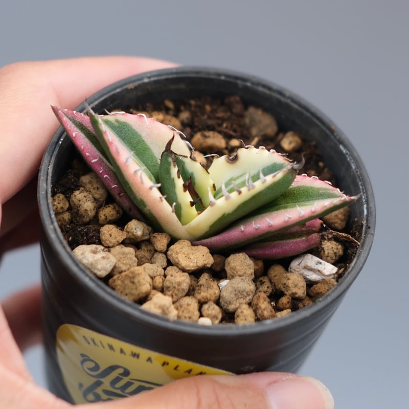 スナグルトゥース アガベ チタノタ スナグルトゥース Agave titanota Snaggle