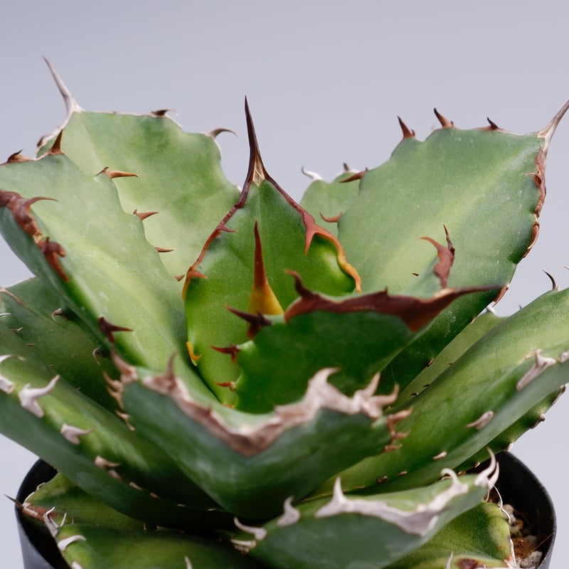 アガベ チタノタ ドワーフ 002 Agave titanota 