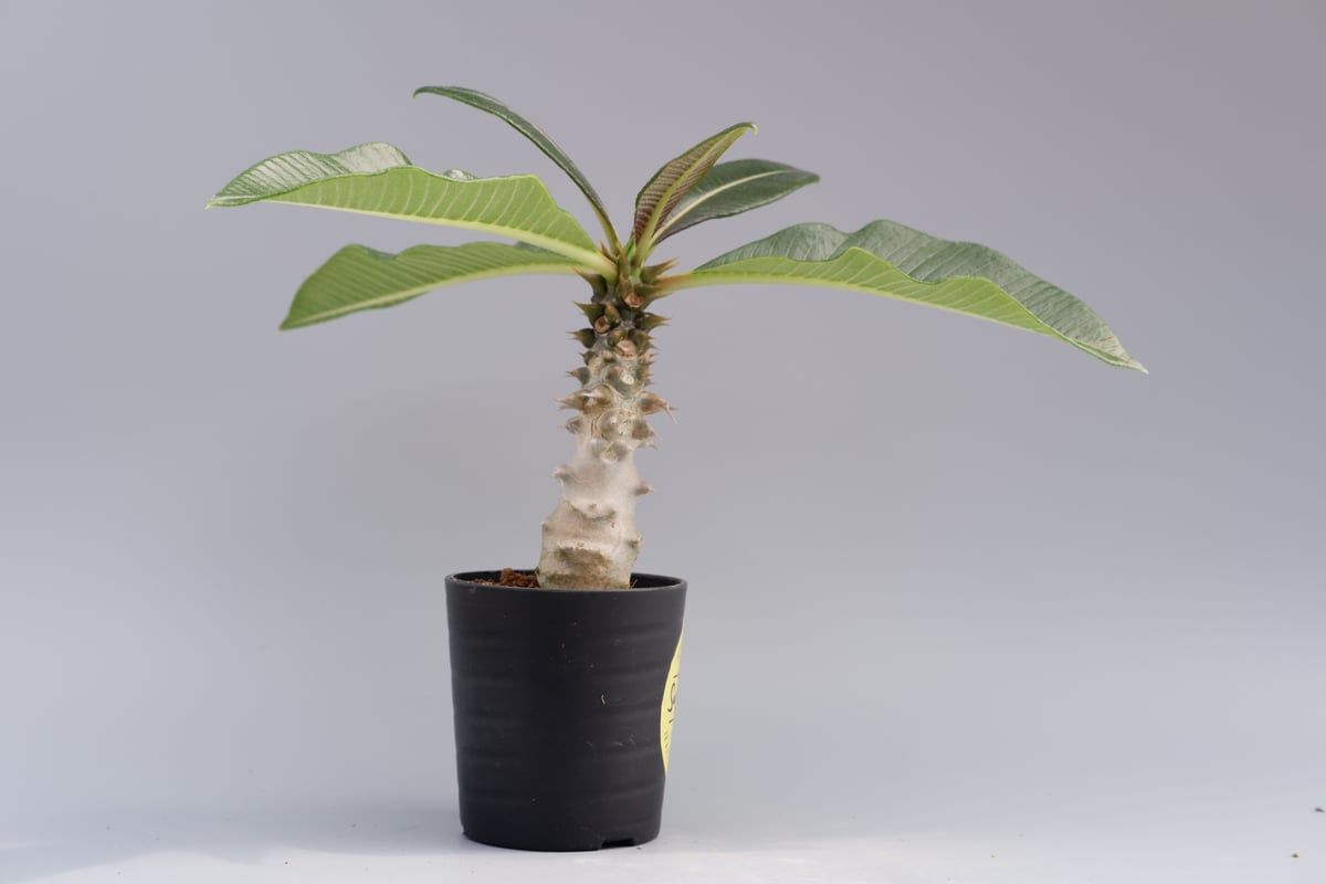 パキポディウム バロニー実生株 014 Pachypodium baronii | Sunn