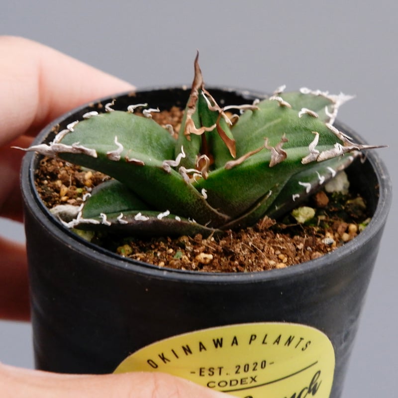 アガベ チタノタ 白鯨 Agave titanota white whale 117 | Su