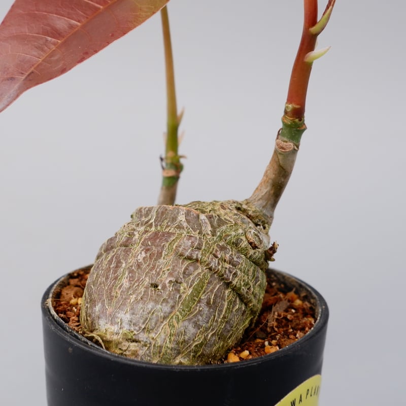 ボンバックス プセウドボンバックス：エリプチクム 5号鉢植え23-08 の通販