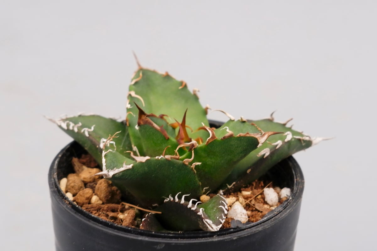 アガベ チタノタ シーザー Agave titanota caesar 102 | Sunny