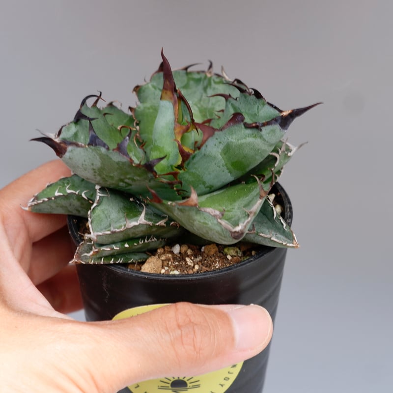 アガベ チタノタ ブラックアンドブルー Agave titanota BB 084 | Sun