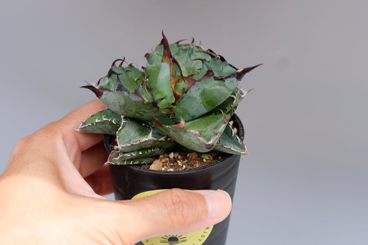 アガベ チタノタ ブラックアンドブルー Agave titanota BB 084 | Sun