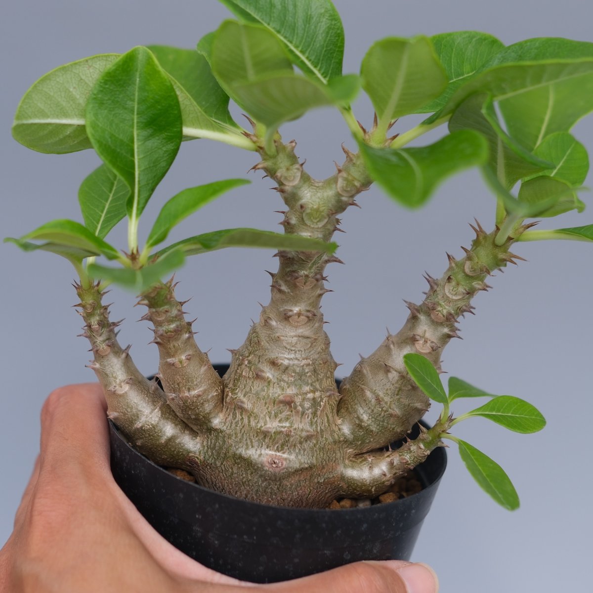 パキポディウム ウィンゾリー 実生株 075 Pachypodium windsorii |