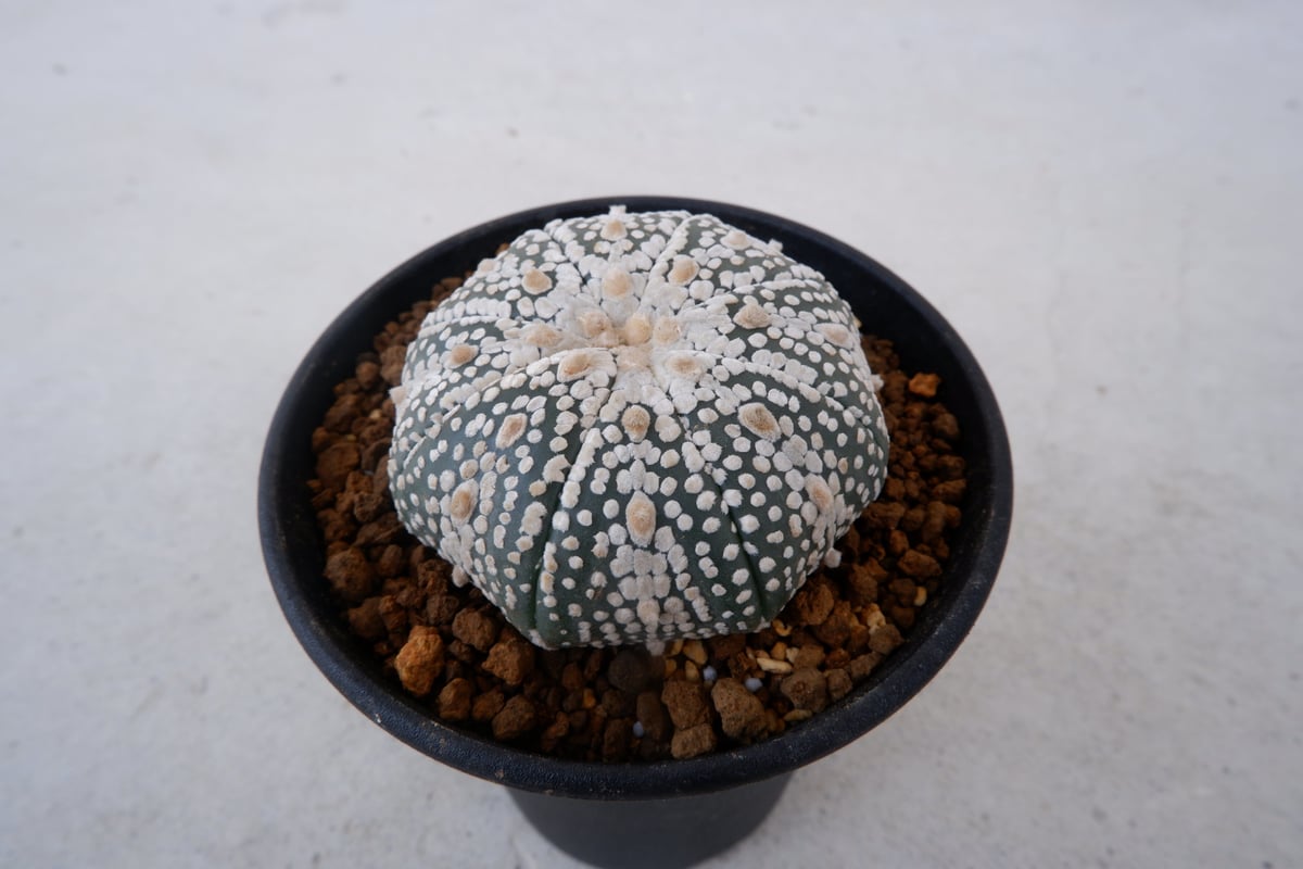 アストロフィツム ミラクル兜（鉢付き／直径 約11cm）　大株　1 アストロフィツム ミラクル兜 | Sunny Branch