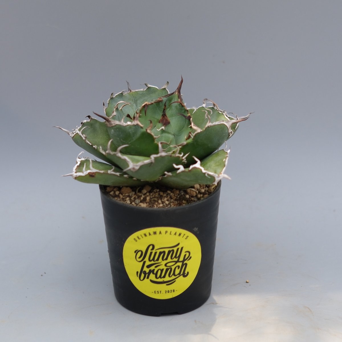 アガベ チタノタ 白鯨 Agave titanota white whale 220 | Su