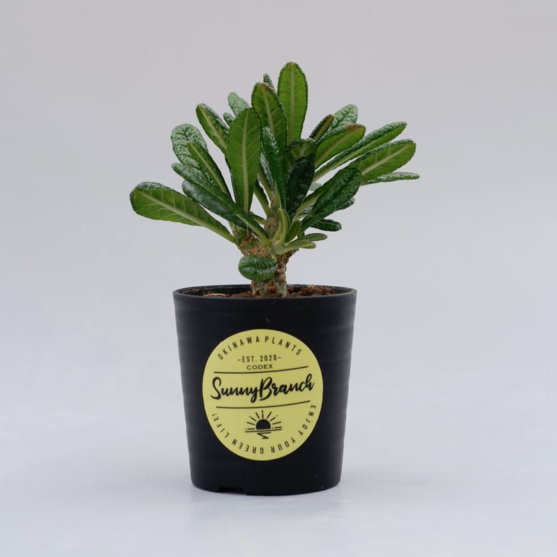 ドルステニア ギガス009 Dorstenia gigas | Sunny Branch