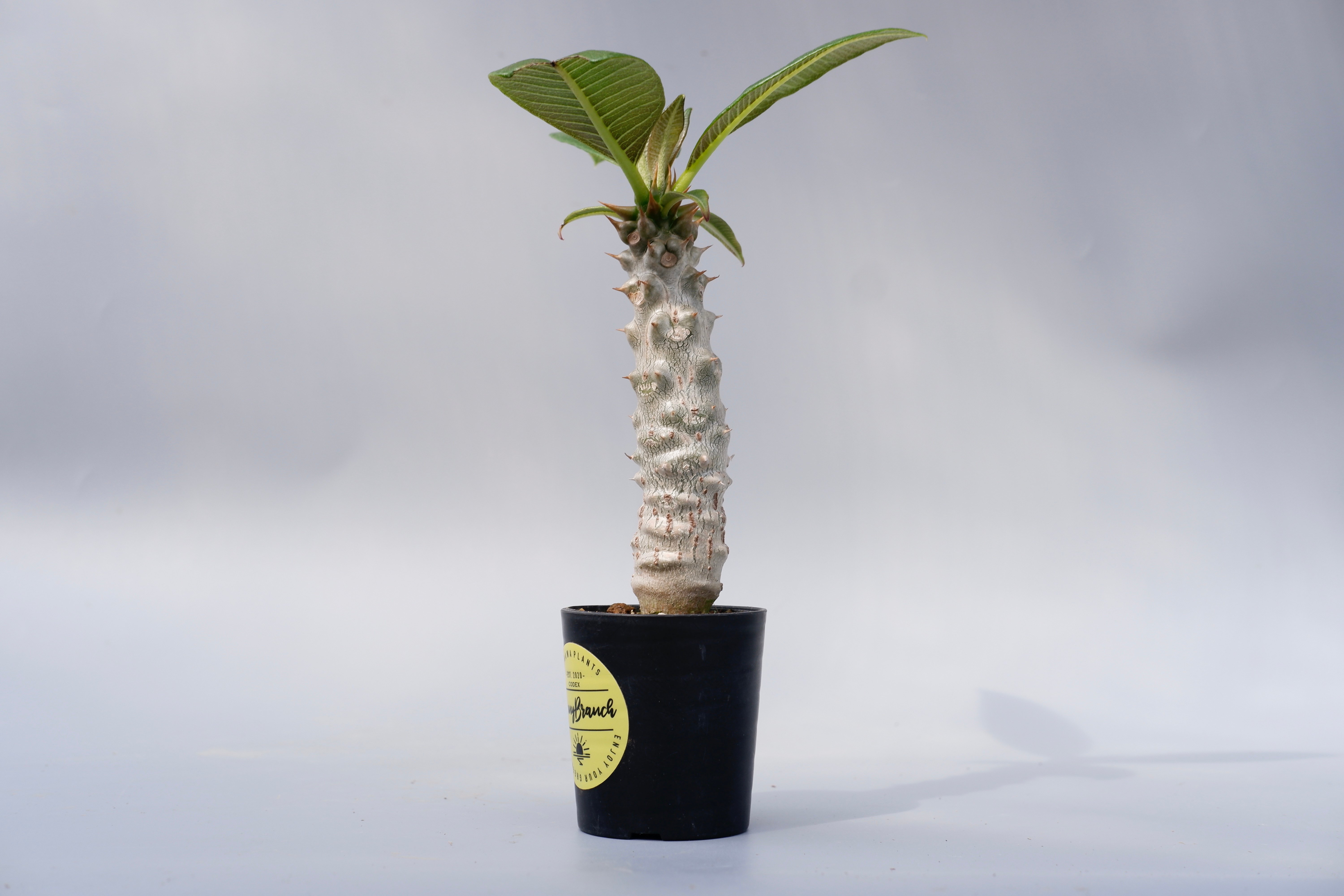 パキポディウム バロニー実生株025 Pachypodium baronii | Sunny