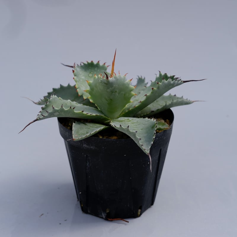 アガベ ポタトラム スポーン002 Agave Potatorum 'SPAWN' | Sun
