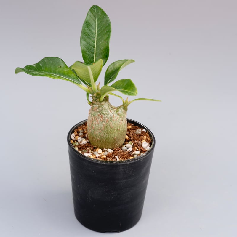 パキポディウム ウィンゾリー 実生株 015 Pachypodium windsorii