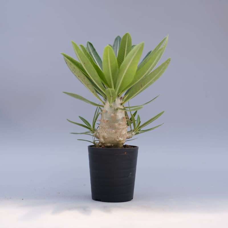 パキポディウム カクチペス 実生株 パキポディウム カクチペス 実生株 029 Pachypodium cactipes | Su
