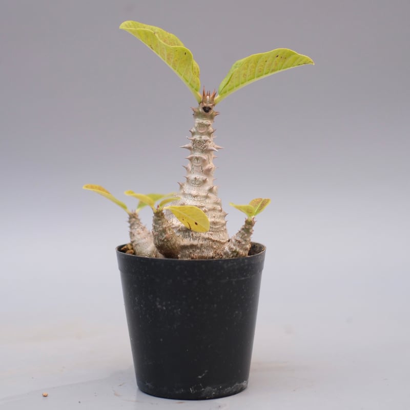 パキポディウム ウィンゾリー 実生株 126 Pachypodium windsorii |