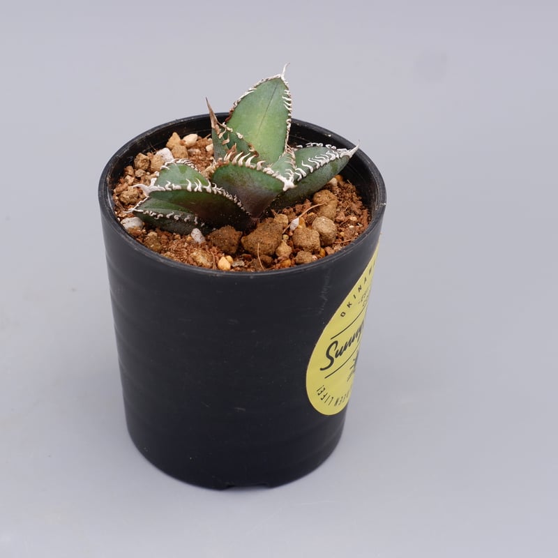 アガベ オテロイ 実生株 Agave oteroi seeding 092 | Sunny