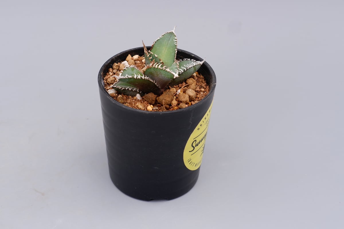 アガベ オテロイ 実生株 Agave oteroi seeding 092 | Sunny