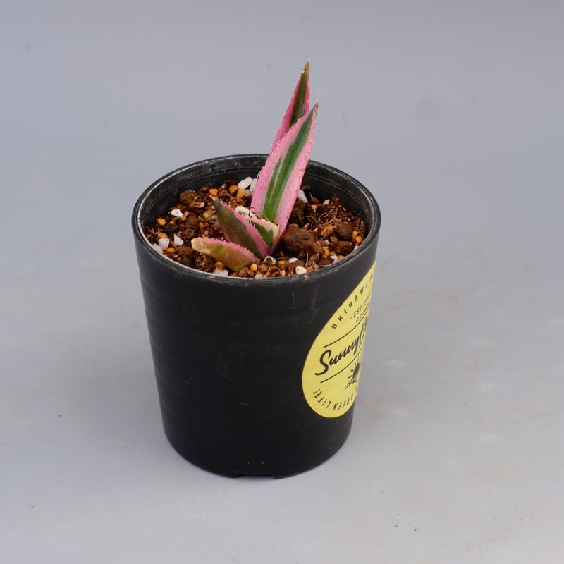 アガベ チタノタ スナグルトゥース Agave titanota Snaggle Tooth