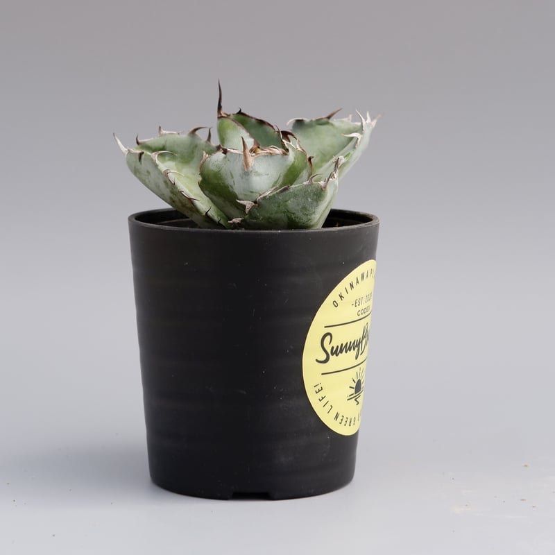 アガベ チタノタ ブラックアンドブルー Agave titanota BB 047 | Sun