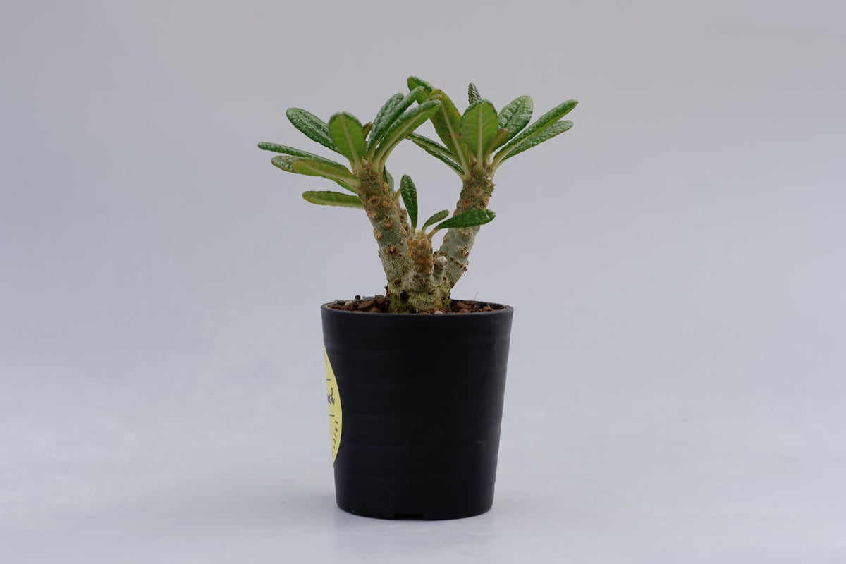 ドルステニア ギガス010 Dorstenia gigas | Sunny Branch